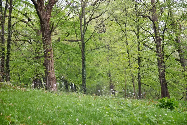 Bosque de primavera —  Fotos de Stock