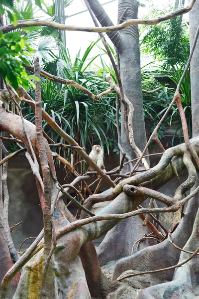 Małpa w zoo — Zdjęcie stockowe