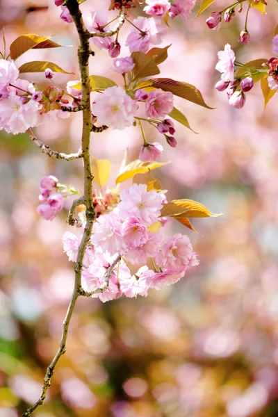 Japanese cherry with blossom — Stock Photo, Image
