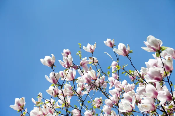 Magnolia trees over blue sky — Stock Photo, Image