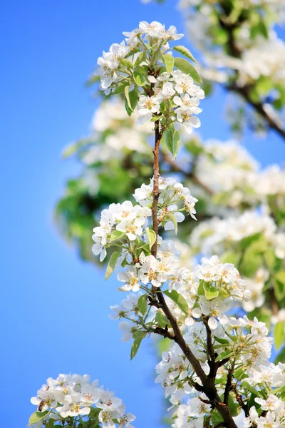 Cherry flowers — Stock Photo, Image