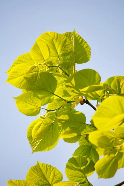 Green leaves over blue sky — Stock Photo, Image
