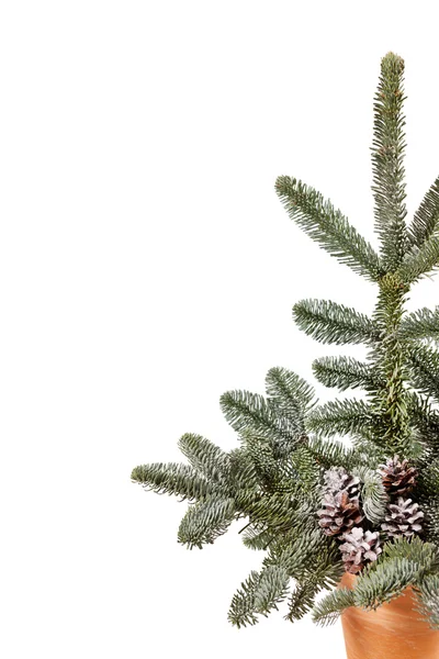 クリスマスツリー — ストック写真