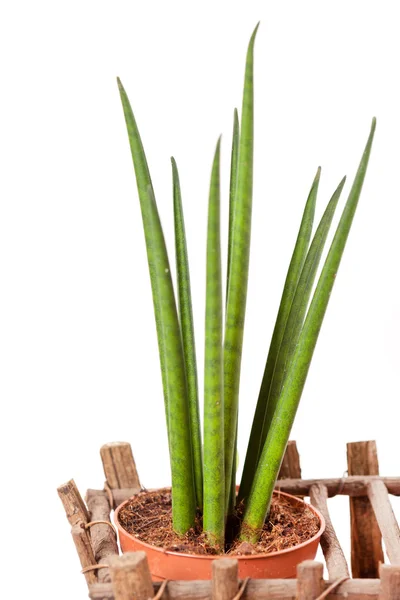 Växter i korgen — Stockfoto