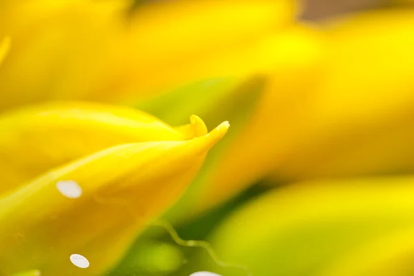 Ładne tulipany — Zdjęcie stockowe