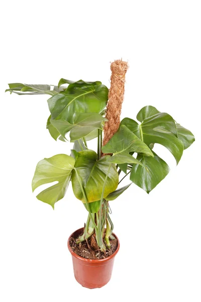 Monstera plant — Stock Photo, Image