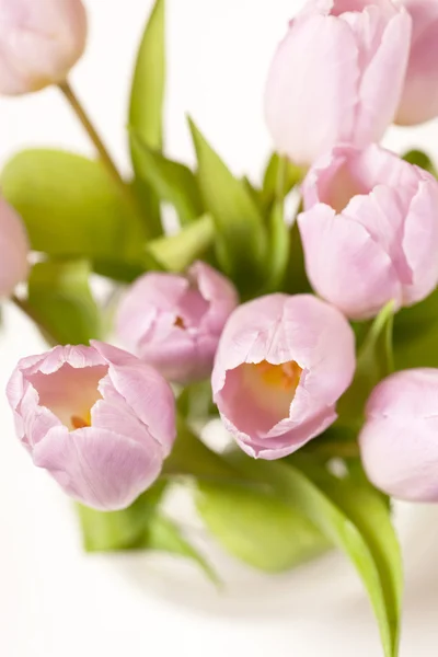 Tulipes roses dans le vase — Photo