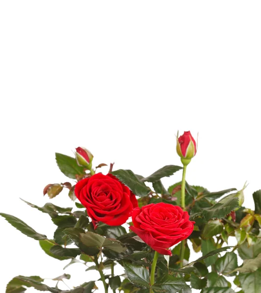Trandafiri într-o oală — Fotografie, imagine de stoc