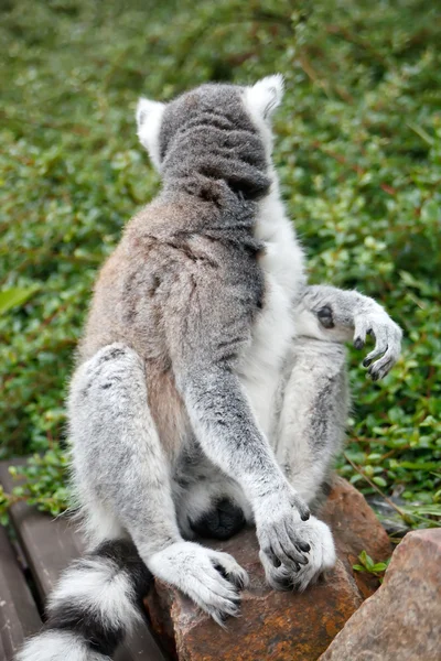 Lindo Lemur — Foto de Stock