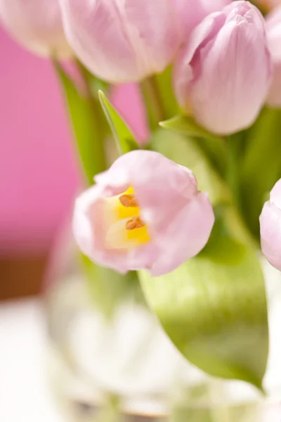 Różowe tulipany w wazonie — Zdjęcie stockowe