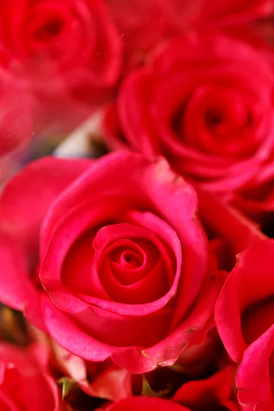 Mooie rozen — Stockfoto