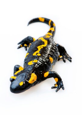 Semender (Salamandra salamandra ateş)