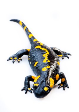 Fire Salamander(Salamandra salamandra) clipart