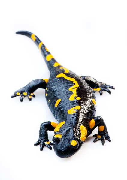 stock image Fire Salamander(Salamandra salamandra)