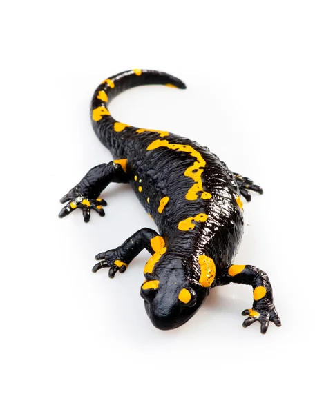 Feuersalamander (salamandra salamandra)) — Stockfoto