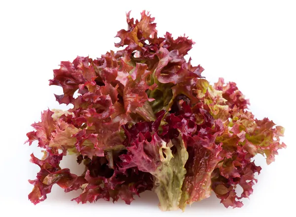 Roter Blattsalat — Stockfoto