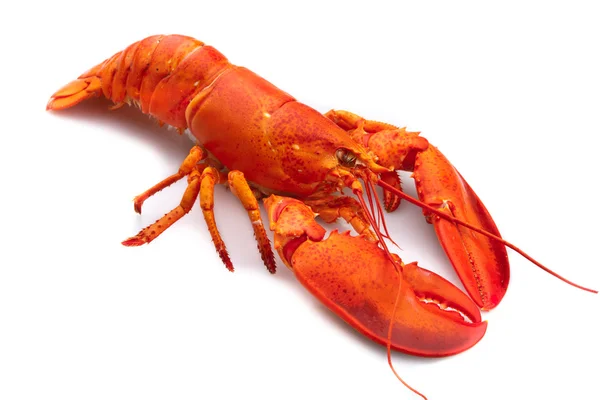 stock image Lobster