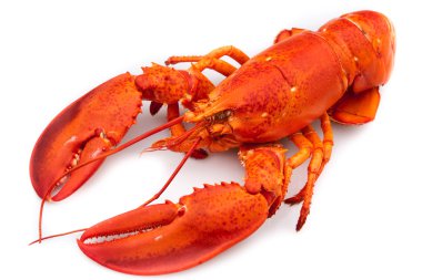 Lobster clipart