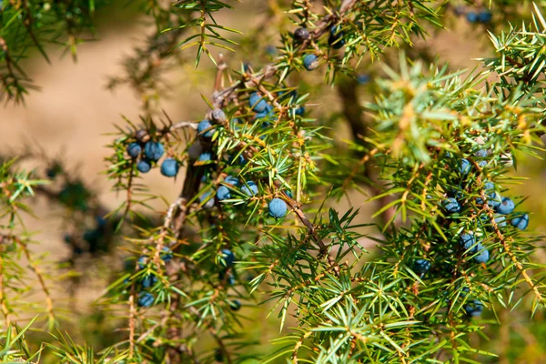Ripe and unripe juniper berries on a branch with needle-leaves — Stock Photo, Image