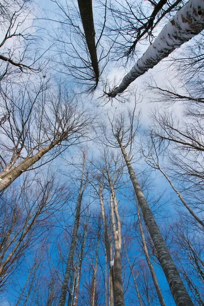 stock image Treetop in winter