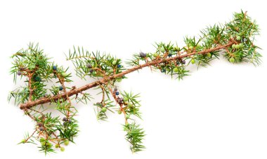 Juniper twig and berries clipart