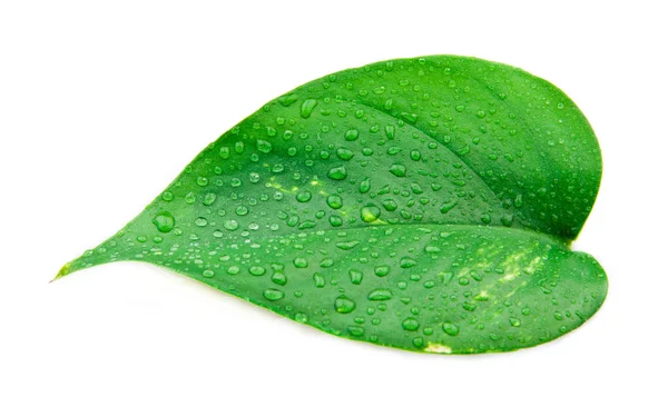 Water Drop on Leaf — Stock Photo, Image