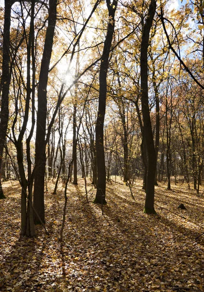 El bosque de otoño Imágenes de stock libres de derechos