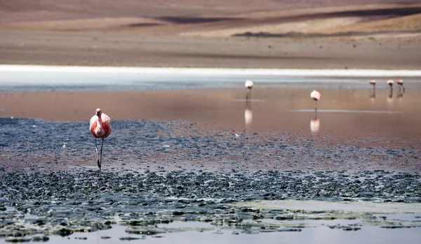 The proud flamingo — Stock Photo, Image
