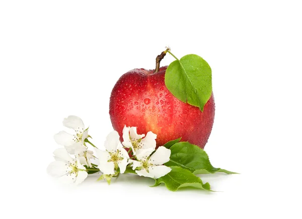 Fresh red apple on white background — Stock Photo, Image