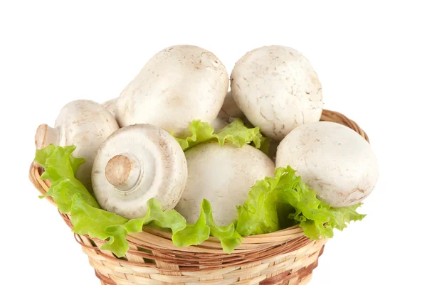 Witte champignons — Stockfoto