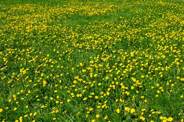 Nahaufnahme vieler Löwenzahnblüten auf dem Feld — Stockfoto