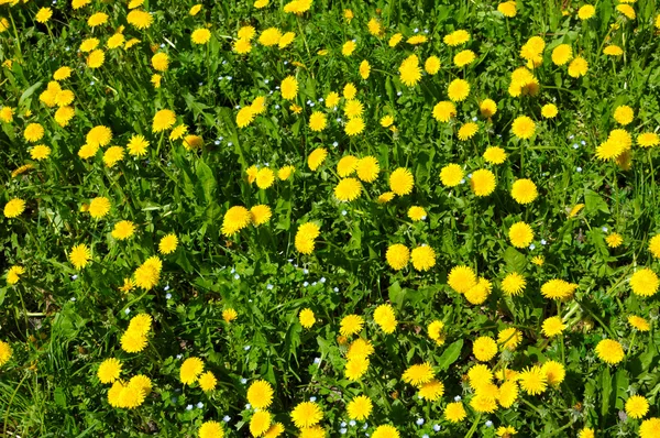 Tarlada bir sürü karahindiba çiçeğinin yakın çekimi — Stok fotoğraf