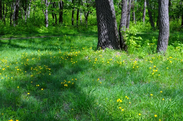 Весна в цветущем парке с деревьями на заднем плане — стоковое фото