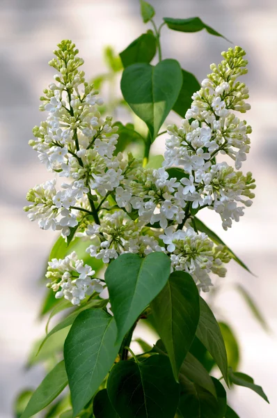Biały fioletowy krzewy w ogrodzie — Zdjęcie stockowe