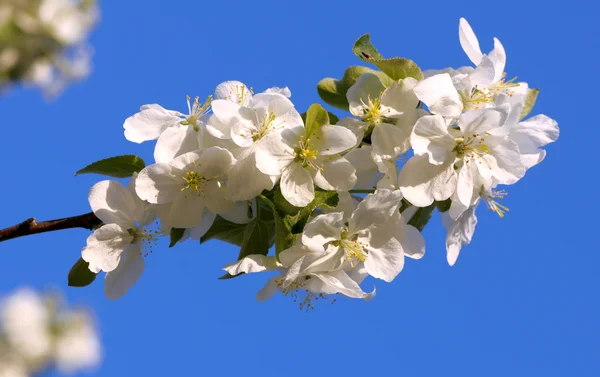 Apple tree virágok a ragyogó kék ég háttér — Stock Fotó