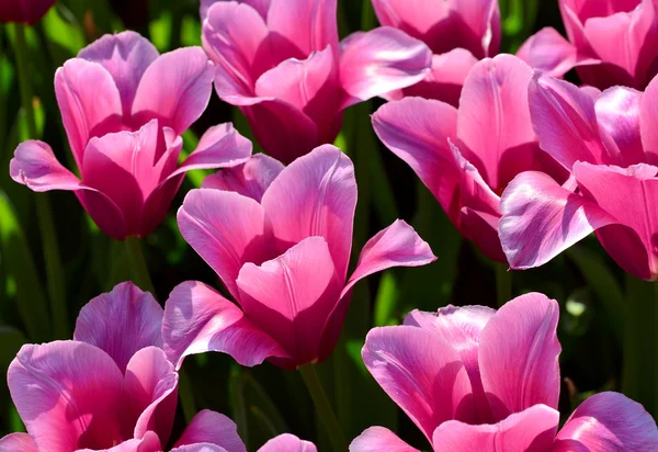Gyönyörű tulipánok a napfény — Stock Fotó