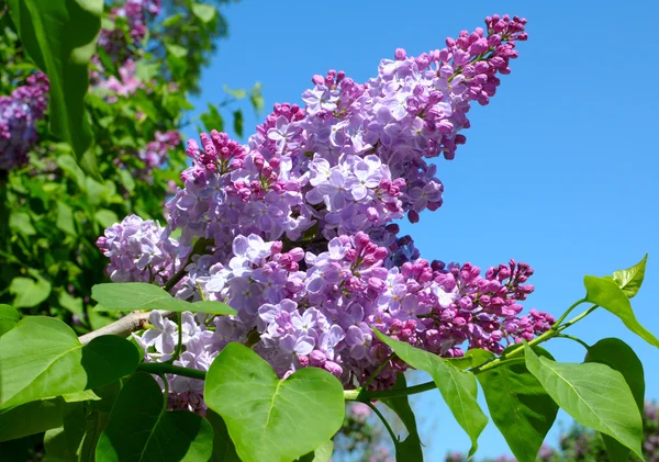 Cespuglio lilla viola che fiorisce in giorno di maggio — Foto Stock