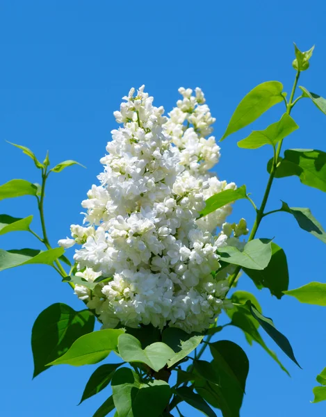 Biały kwitnący lil wiosną — Zdjęcie stockowe