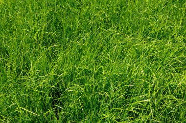 Green grass background clipart