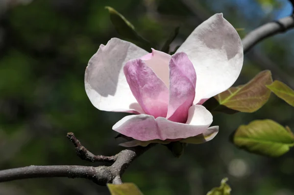 Kwiaty magnolii wspaniały ogród wiosną — Zdjęcie stockowe