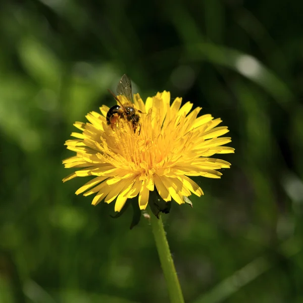 Пчела на одуванчике — стоковое фото