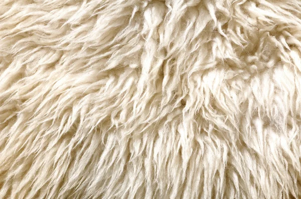 Texture di pelliccia di pecora. Macro. — Foto Stock