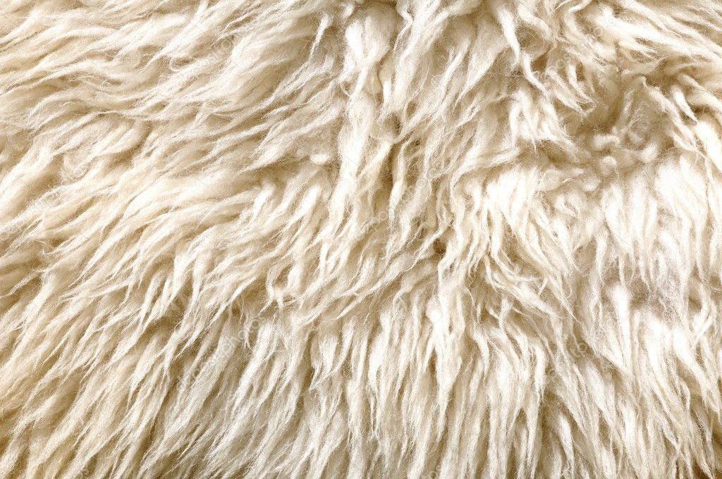 Sheep fur texture. Macro.