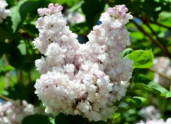 Branco lilás florescendo na primavera — Fotografia de Stock