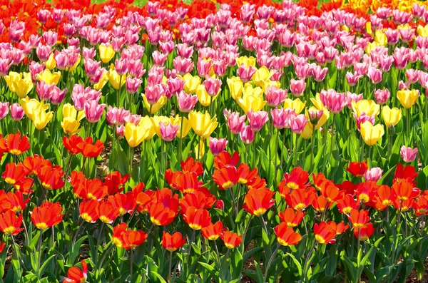 stock image Spring field with colorful tulips