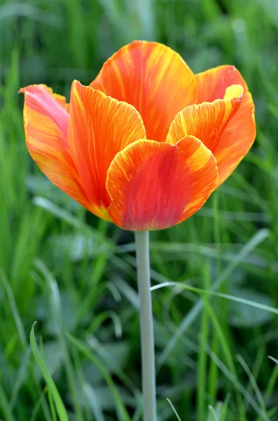Закрыться на свежих тюльпанах под теплым солнечным светом — стоковое фото