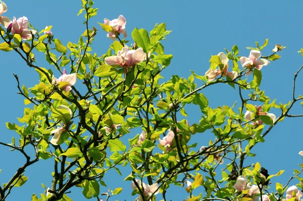 Nahaufnahme schöner Magnolienblüten vor blauem Himmel — Stockfoto