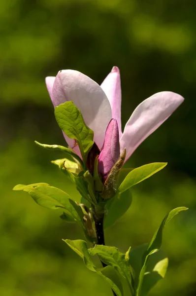 Magnificent magnolia flowers in the spring garden — Stock Photo, Image