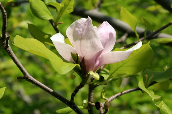 Prachtvolle Magnolienblüten im Frühlingsgarten — Stockfoto