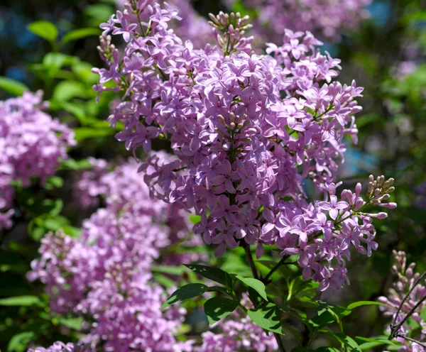 Purple lilac bush blooming in May day — Stock Photo, Image